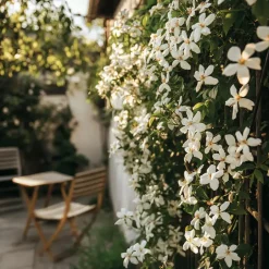 Plant in a Box Jasmijn - Set van 8 - Trachelospermum jasminoides - Hoogte 110-120cm - ⌀17cm Hot