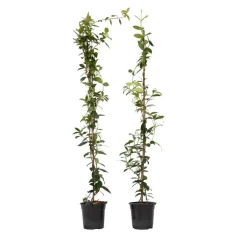 Plant in a Box Jasmijn - Set van 2 - Trachelospermum jasminoides - Hoogte 110-120cm - ⌀17cm Online