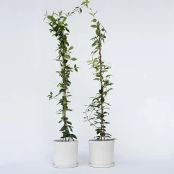 Plant in a Box Jasmijn - Set van 2 - Trachelospermum jasminoides - Hoogte 110-120cm - ⌀17cm Online