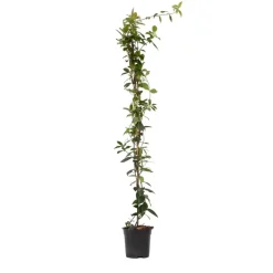 Plant in a Box Jasmijn - Trachelospermum jasminoides - Hoogte 110-120cm - ⌀17cm New