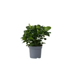 Plant in a Box Kaapse jasmijn - Gardenia jasminoides - Hoogte 20-30cm - ⌀13cm Sale