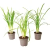Plant in a Box Kaapse knoflook - Set van 3 - Tulbaghia violacea - Hoogte 15-25cm - ⌀9cm