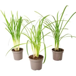 Plant in a Box Kaapse knoflook - Set van 3 - Tulbaghia violacea - Hoogte 15-25cm - ⌀9cm