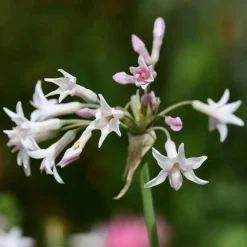 Plant in a Box Kaapse knoflook - Set van 3 - Tulbaghia violacea - Hoogte 15-25cm - ⌀9cm