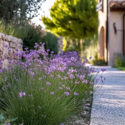Plant in a Box Kaapse knoflook - Set van 3 - Tulbaghia violacea - Hoogte 15-25cm - ⌀9cm