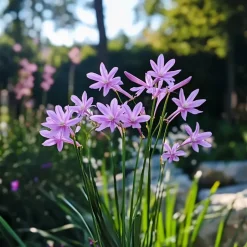 Plant in a Box Kaapse knoflook - Set van 3 - Tulbaghia violacea - Hoogte 15-25cm - ⌀9cm