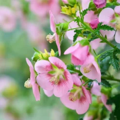 Plant in a Box Kaapse malva - Set van 6 - Anisodontea 'El Rayo' - Hoogte 25-40cm - ⌀9cm Best