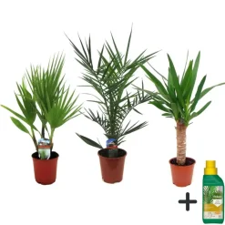 Plant in a Box Kamerpalmen met plantenvoeding - Set van 3 - Hoogte 50-70cm - ⌀14cm Outlet