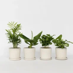 Plant in a Box Kamerplantenset - Set van 4 - Hoogte 25-40cm - ⌀12cm New