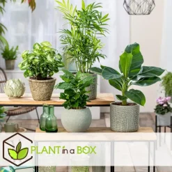 Plant in a Box Kamerplantenset - Set van 4 - Hoogte 25-40cm - ⌀12cm New