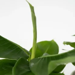 Plant in a Box Kamerplantenset - Set van 4 - Hoogte 25-40cm - ⌀12cm New