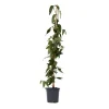 Plant in a Box Kamperfoelie - Lonicera henryi 'Copper Beauty' - Hoogte 110-120cm - ⌀17cm Sale