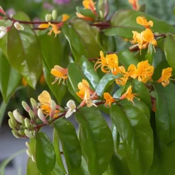 Plant in a Box Kamperfoelie - Lonicera henryi 'Copper Beauty' - Hoogte 110-120cm - ⌀17cm Sale