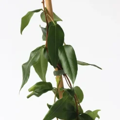 Plant in a Box Kamperfoelie - Lonicera henryi 'Copper Beauty' - Hoogte 110-120cm - ⌀17cm Sale