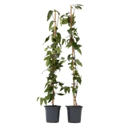 Plant in a Box Kamperfoelie - Set van 2 - Lonicera 'Copper Beauty' - Hoogte 110-120cm - ⌀17cm Hot