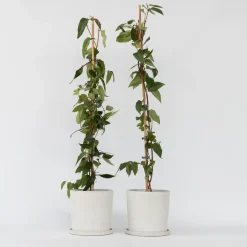 Plant in a Box Kamperfoelie - Set van 2 - Lonicera 'Copper Beauty' - Hoogte 110-120cm - ⌀17cm Hot