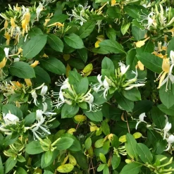 Plant in a Box Kamperfoelie - Set van 2 - Lonicera 'Copper Beauty' - Hoogte 110-120cm - ⌀17cm Hot