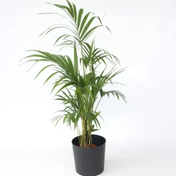 Plant in a Box Kentiapalm - Howea forsteriana - Hoogte 130-140cm - ⌀21cm New