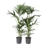 Plant in a Box Kentiapalm - Set van 2 - Howea forsteriana - Hoogte 90-100cm - ⌀18cm Best