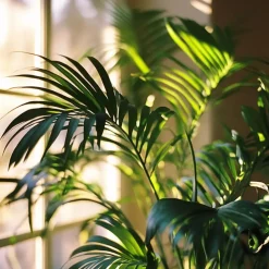 Plant in a Box Kentiapalm - Set van 2 - Howea forsteriana - Hoogte 90-100cm - ⌀18cm Best