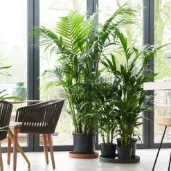 Plant in a Box Kentiapalm - Set van 2 - Howea forsteriana - Hoogte 90-100cm - ⌀18cm Best