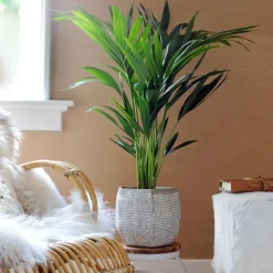 Plant in a Box Kentiapalm - Set van 2 - Howea forsteriana - Hoogte 90-100cm - ⌀18cm Best