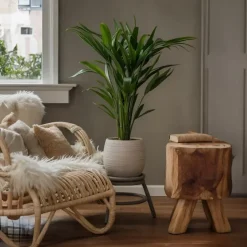 Plant in a Box Kentiapalm - Set van 2 - Howea forsteriana - Hoogte 90-100cm - ⌀18cm Best