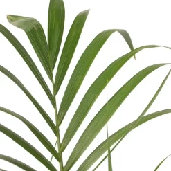 Plant in a Box Kentiapalm - Set van 2 - Howea forsteriana - Hoogte 90-100cm - ⌀18cm Best
