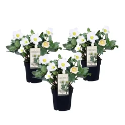 Plant in a Box Kerstroos - Set van 3 - Helleborus niger 'Mont Blanc' - Hoogte 20-30cm - ⌀12cm