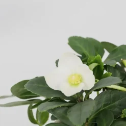 Plant in a Box Kerstroos - Set van 3 - Helleborus niger 'Mont Blanc' - Hoogte 20-30cm - ⌀12cm