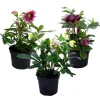 Plant in a Box Kerstroos - Set van 3 - Helleborus orientalis - Hoogte 20-30cm - ⌀12cm Clearance
