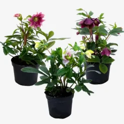 Plant in a Box Kerstroos - Set van 3 - Helleborus orientalis - Hoogte 20-30cm - ⌀12cm Clearance