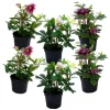 Plant in a Box Kerstroos - Set van 6 - Helleborus orientalis - Hoogte 20-30cm - ⌀12cm Discount