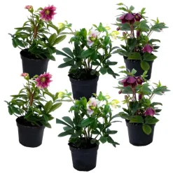 Plant in a Box Kerstroos - Set van 6 - Helleborus orientalis - Hoogte 20-30cm - ⌀12cm Discount