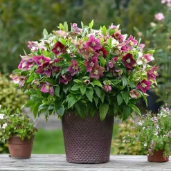 Plant in a Box Kerstroos - Set van 6 - Helleborus orientalis - Hoogte 20-30cm - ⌀12cm Discount