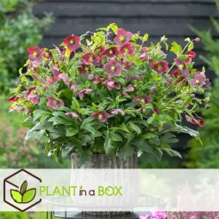 Plant in a Box Kerstroos - Set van 6 - Helleborus orientalis - Hoogte 20-30cm - ⌀12cm Discount