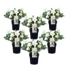 Plant in a Box Kerstroos - Set van 6 - Helleborus niger 'Mont Blanc' - Hoogte 20-30cm - ⌀12cm