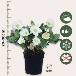 Plant in a Box Kerstroos - Set van 6 - Helleborus niger 'Mont Blanc' - Hoogte 20-30cm - ⌀12cm