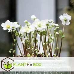 Plant in a Box Kerstroos - Set van 6 - Helleborus niger 'Mont Blanc' - Hoogte 20-30cm - ⌀12cm