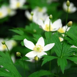 Plant in a Box Kerstroos - Set van 6 - Helleborus niger 'Mont Blanc' - Hoogte 20-30cm - ⌀12cm