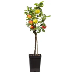 Plant in a Box Klassieke Appelmix - Malus - Hoogte 60-70cm - ⌀17cm Outlet