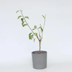 Plant in a Box Klassieke Appelmix - Malus - Hoogte 60-70cm - ⌀17cm Outlet