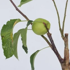 Plant in a Box Klassieke Appelmix - Malus - Hoogte 60-70cm - ⌀17cm Outlet