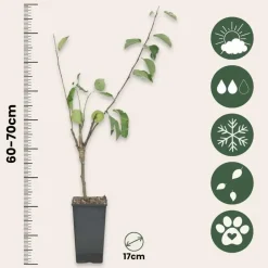 Plant in a Box Klassieke Appelmix - Malus - Hoogte 60-70cm - ⌀17cm Outlet