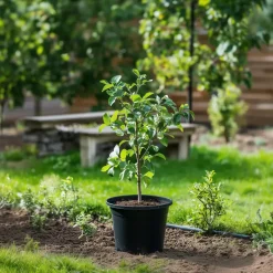 Plant in a Box Klassieke Appelmix - Malus - Hoogte 60-70cm - ⌀17cm Outlet