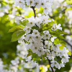 Plant in a Box Klassieke Appelmix - Malus - Hoogte 60-70cm - ⌀17cm Outlet