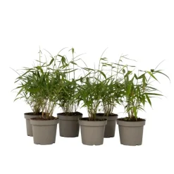 Plant in a Box Kleurrijke Bamboe - Set van 6 - Fargesia 'Asian Wonder' - Hoogte 25-40cm - ⌀13cm New