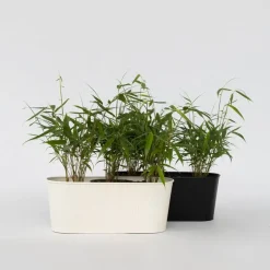 Plant in a Box Kleurrijke Bamboe - Set van 18 - Fargesia 'Asian Wonder - Hoogte 25-40cm - ⌀13cm New