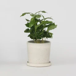 Plant in a Box Koffieplant - Coffea arabica - Hoogte 25-40cm - ⌀12cm Discount