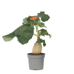 Plant in a Box Koraalplant - Jatropha podagrica - Hoogte 25-45cm - ⌀13cm Online